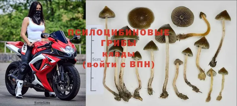 OMG tor  Гусев  Псилоцибиновые грибы Psilocybine cubensis  купить  цена 